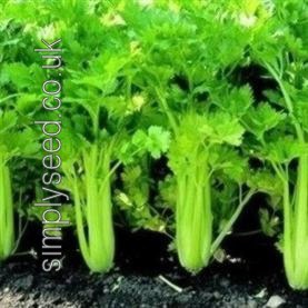 Celery Celebrity